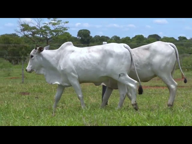 LOTE 17   9650 REAQ6 mp4