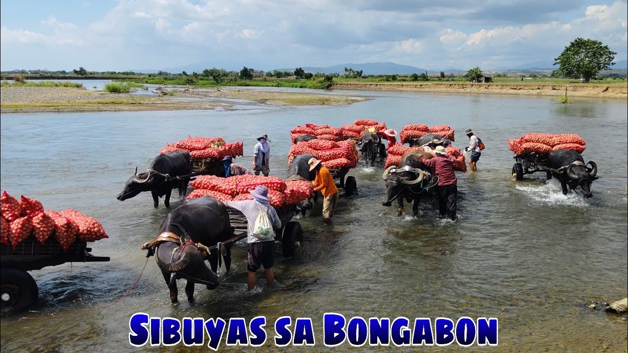 Anihan ng Sibuyas sa Vega Bongabon tawid ilog gamit Ang Kalabaw 2026