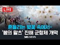 [LIVE] &#39;벚꽃은 개화중&#39; 조금 일찍 찾아온 &#39;벚꽃 축제&#39;..제62회 진해 군항제 개막 / SBS