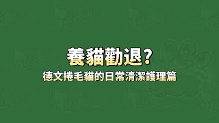 養貓勸退⁉ 養德文貓到底有多’‘忙'‘呢