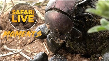 Dung Beetle Builds a Formidable Dung Ball