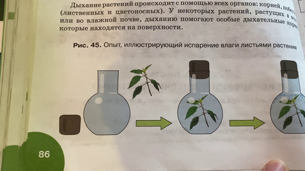 Опыт дыхание растений 6 класс. Дыхание растений испарение воды листьями. Дыхание растений 6 класс биология. Дыхание растений 6 класс биология видеоурок. Испарение воды листьями.