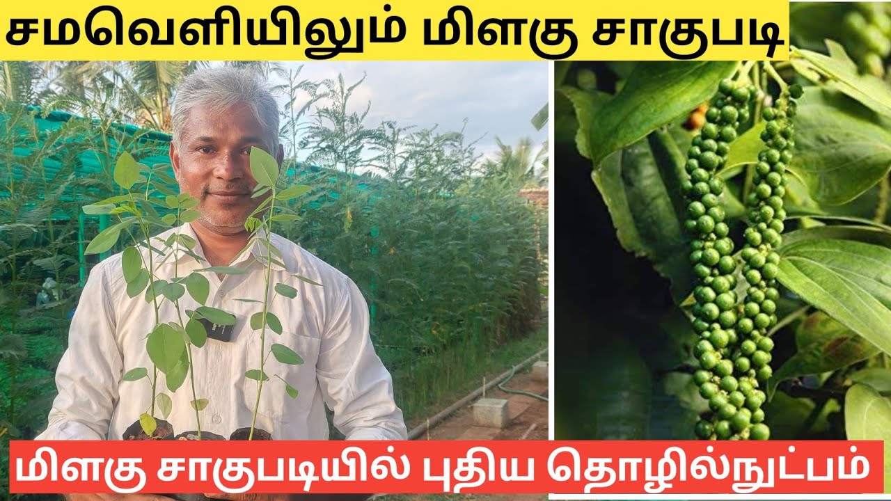 மிளகு சாகுபடிக்கு சீமை அகத்தியின் முக்கியத்துவம் | Pepper Cultivation with Gliricidia plant