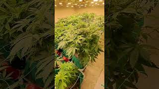 starting to strip week 1 flower