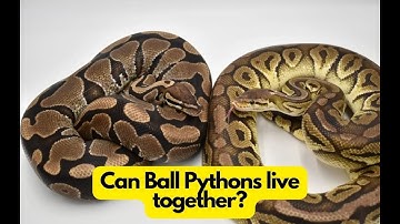 Can Ball Pythons live together? Is it safe?