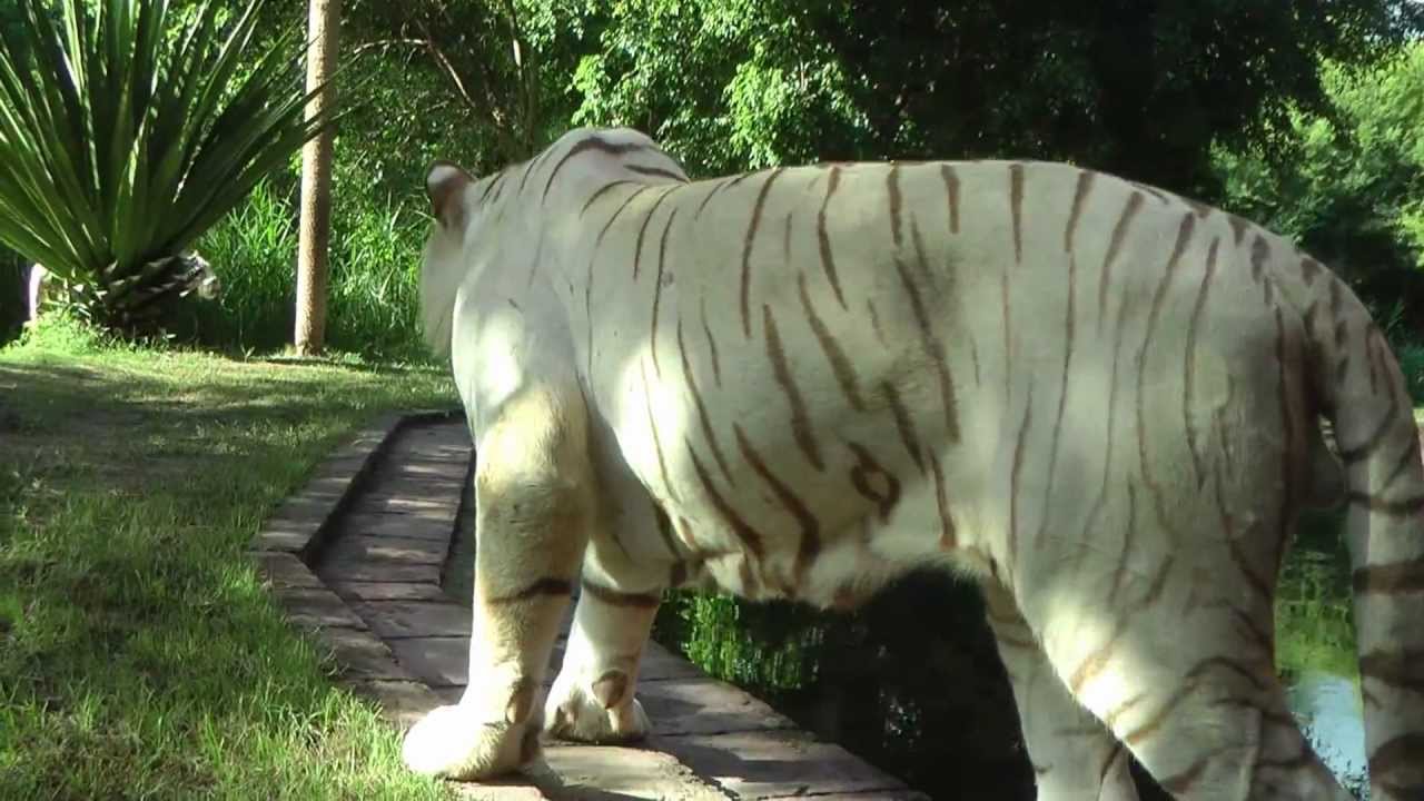 White Tiger Video Bali - YouTube