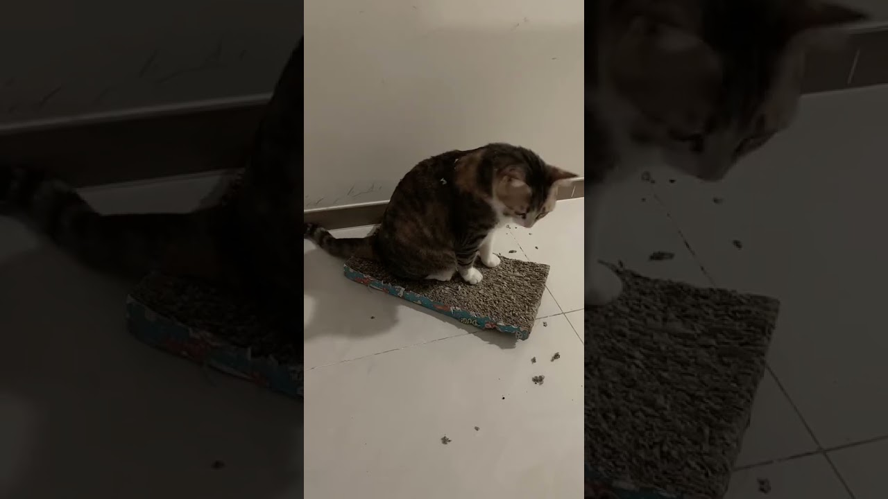 Sunny Play Time over