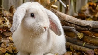 Sandstorm | Tornado Insanity X Net Worth