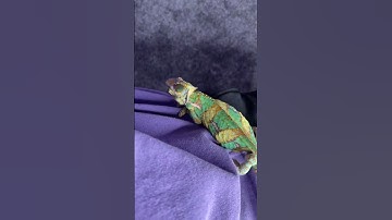 Kyle Thomas 💙 CHAMELEON PREGNANCY TEST!! 🤰🦎I think we’re gonna have baby chameleons!! 🥺💕 #kyle