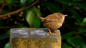 Wren Birds Singing
