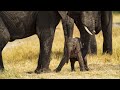 A Cute Newly Born Baby Elephant Struggles To Stand Up.