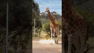 Fun Facts about GIRAFFE that will shock you! #funny #giraffe #wildlife #funfacts #animals