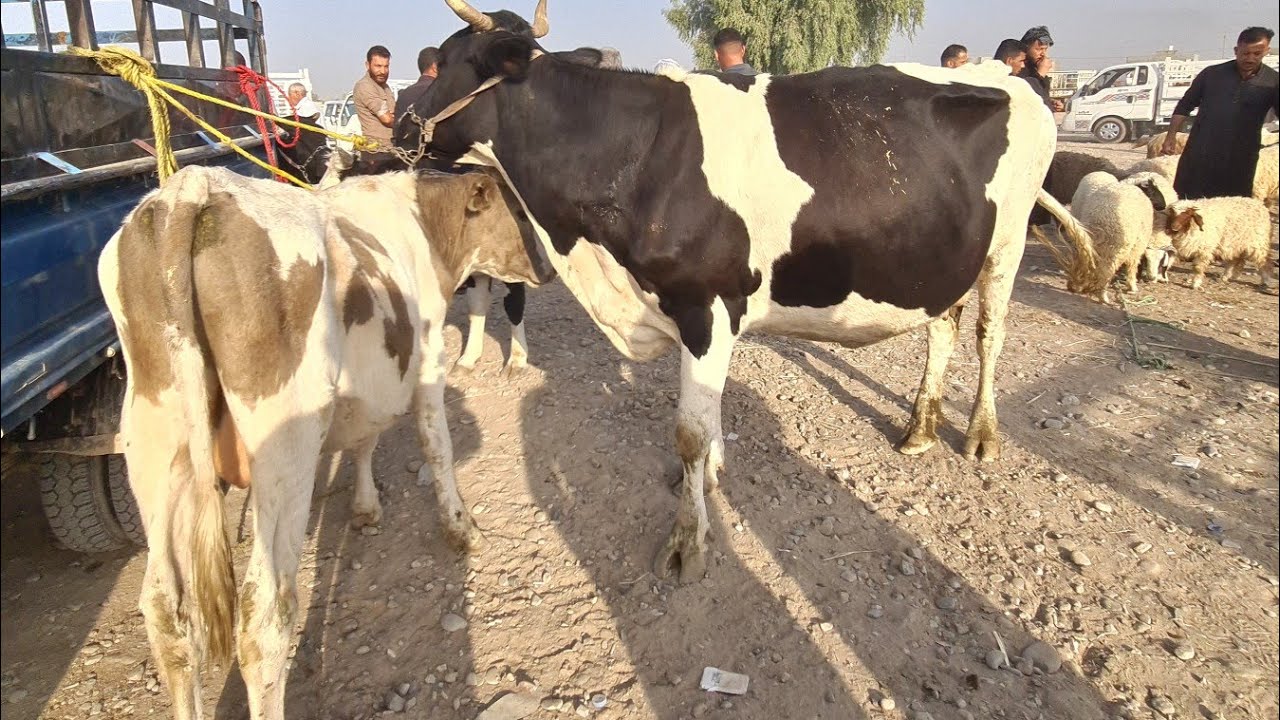 بورصة أسعار المواشي في العراق اليوم  سوق المواشي في محافظة ديالى قضاء الخالص