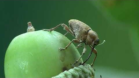 [DEMO] acorn weevil visualizer