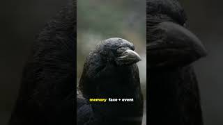Celebrity Why That Crow is Staring at YOU 👀 (It Remembers!) #Shorts Wealth