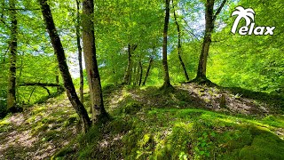 Relaxing Sounds of Birds in the Spring Forest