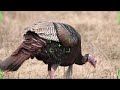 Wildlife photography how to take great pictures of animals  turkey ontario feb 2021