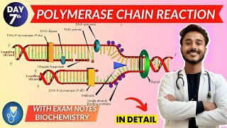 pcr biochemistry | polymerase chain reaction biochemistry |