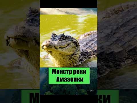 #Кайман #Амазонка #Хищник #ДикаяПрирода #Крокодил #Охота #животные #хочуфакты