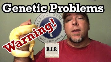Ball python Genetic problems