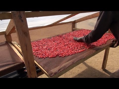 Solar drying of chilli