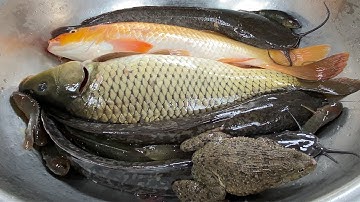 Kem Chanel bắt cá thả vào bể bơi có cá chép, cá vàng, con mèo, cá trê, con vịt, con ếch, con heo