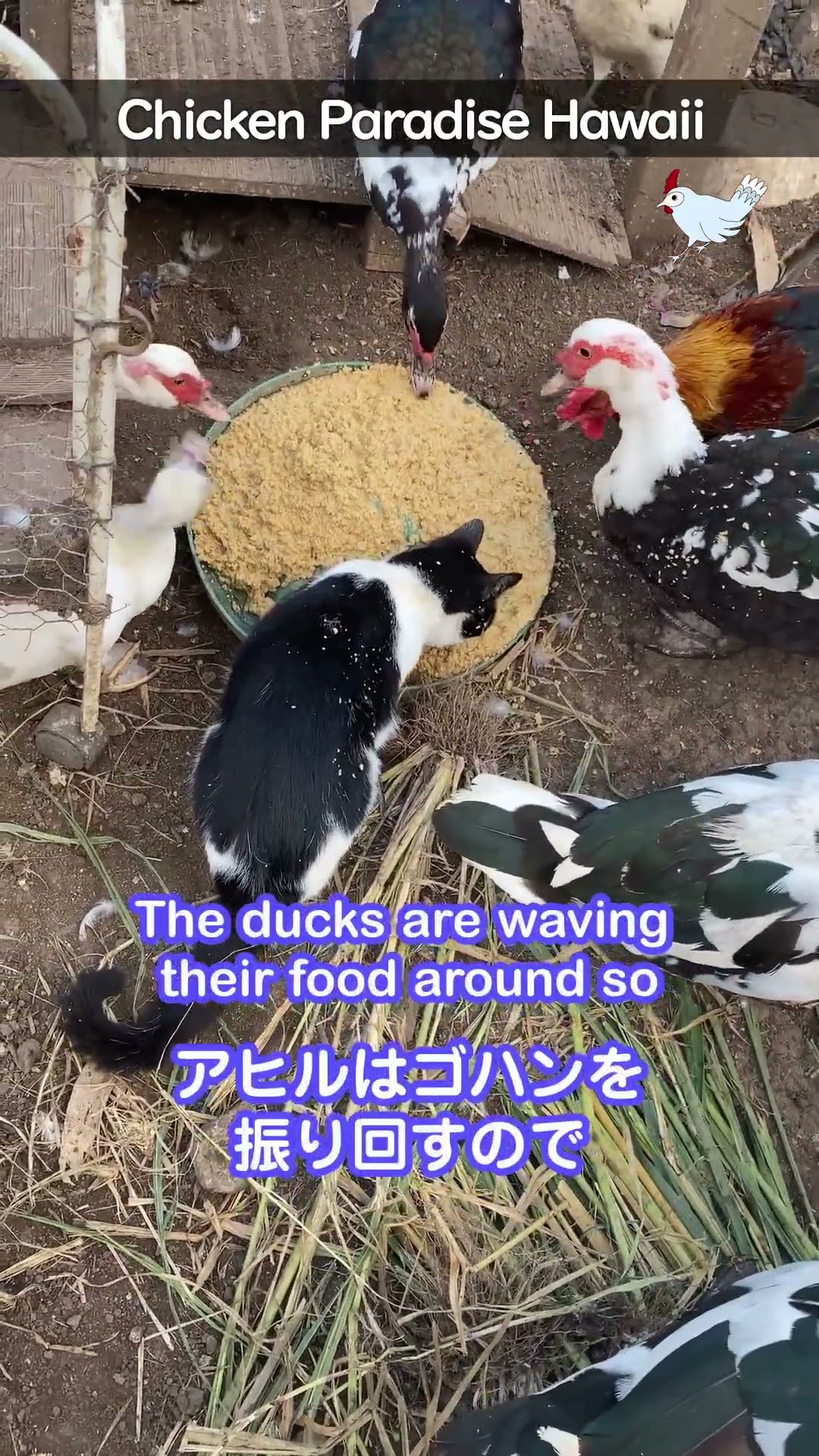 Aren't cats meat-eaters?