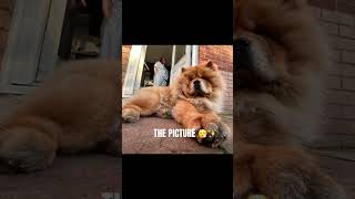 From Simba To Mufasa