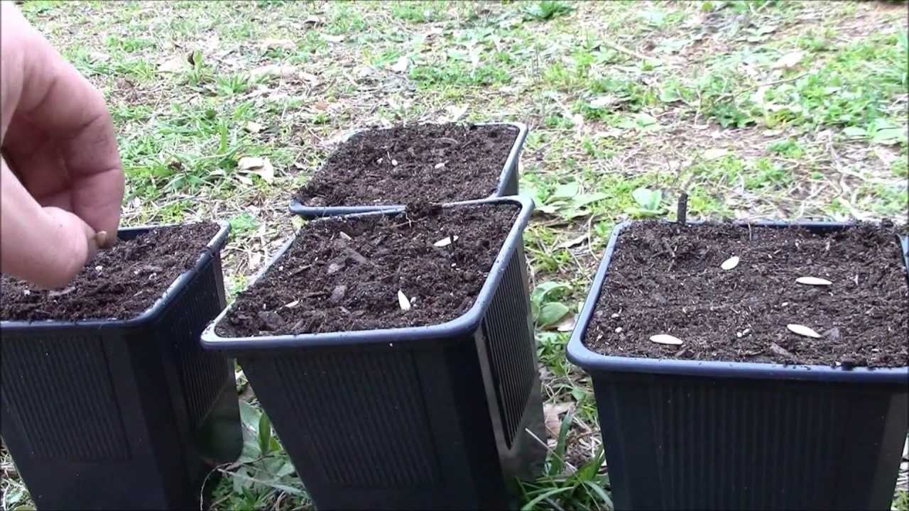 Planting Cucumbers 