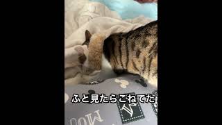 こねるさくらにゃん　猫　さくら　猫がいる幸せ　猫好き　猫バカ　可愛い猫　美猫　猫好きさんと繋がりたい　さくらにゃん　ゆうTube yuusaku28