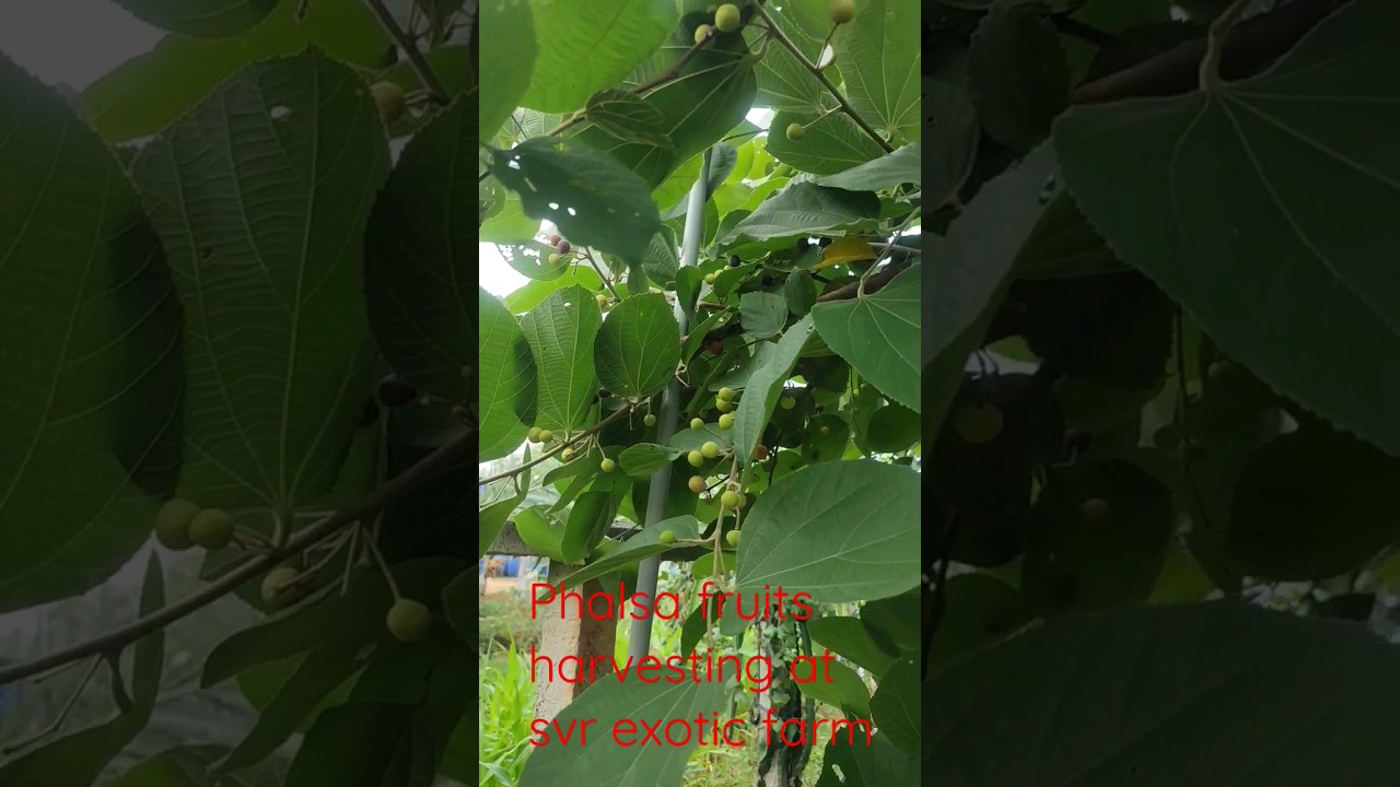 phalsa fruits harvesting at SVR EXOTIC FARM