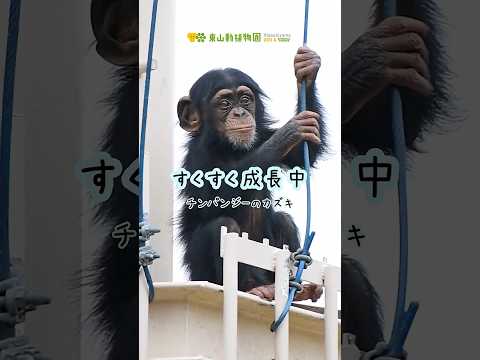 【東山動植物園公式】カズキすくすく成長中《 チンパンジー 》# サルの赤ちゃん