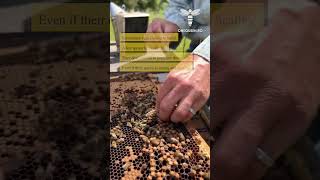Sometimes bees choose to build a few queen bee cells, but they don't intend to populate those cells