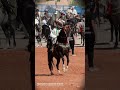 مدام عندي لدهم عمري ولا نشوف الهم Horse الجزائر خيل تيارت تيك توك الله اكبر الحمدلله 
