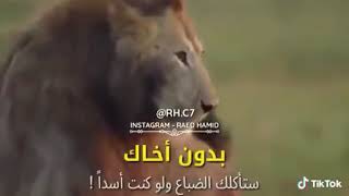 بدون اخاك ستاكلك الضباع ولو كنت اسد مع موسيقى ارطغرل