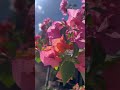 Beautiful flowers of Mexico #flowersoftheworld #mindfulmoments
