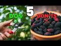 5 Dos & Don’ts for Growing Mulberry Trees from Cuttings | Rooting Mulberry Cuttings & Pruning
