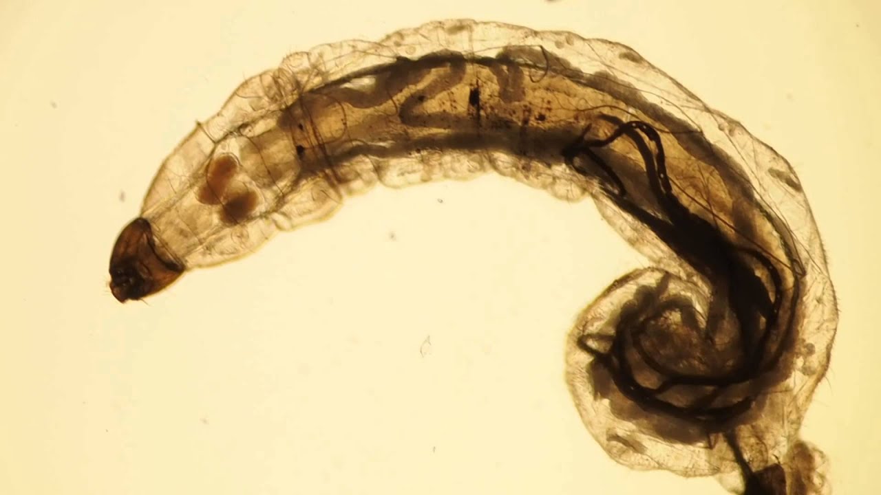 drain fly larvae in aquarium