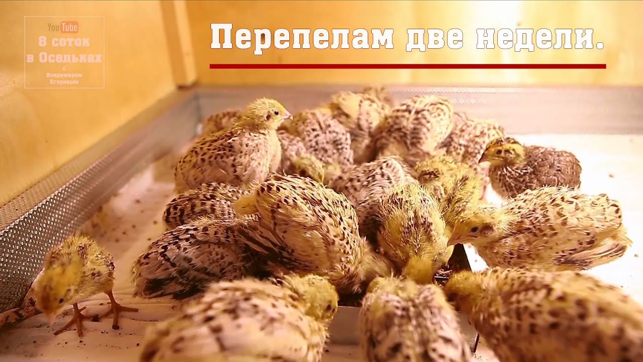 перепел дикий. венгерская перепелка. техасский перепел 2 недели. перепелки 2 недельные. перепел самец.