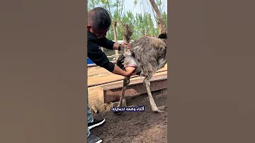 لن تصدق كيف تضع النعامة بيضتها Shorts 