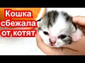 Перенесли кошку и новорожденных котят в другое место. Кошка боится