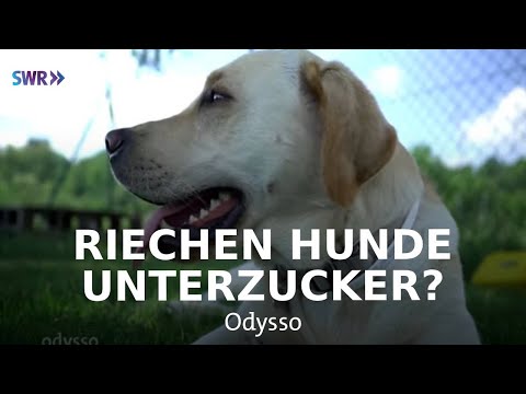 Video: 8 fantastiske fordele ved gurkemeje til hunde