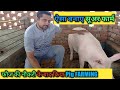 HOW TO START Pig Farming in India | Pig Farm structure design kesa banaya | यूपी में सूअर फार्म #pig