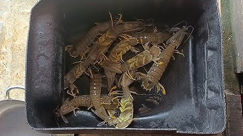 15 . Lội Bãi Bắt Tôm Tích Và Trận Chiến Của Hai Vợ Chồng , Mệt Mà Vui ( Thái Ngọc Cần Giờ )