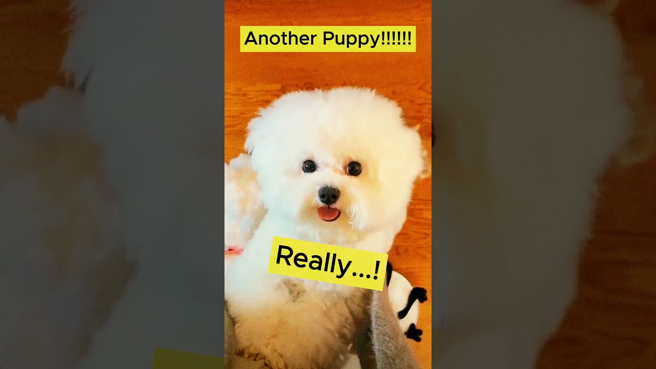 When my dog gets jealous 🥺😤 