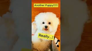 When my dog gets jealous 🥺😤 #dog #puppy