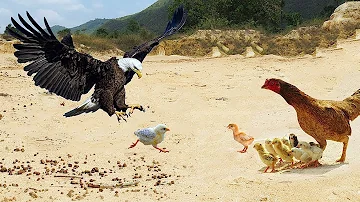 Brave hen protects and saves his eagle chicks - Gallina salva a sus pollitos de águila 2019