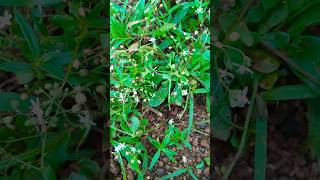 Download Lagu Kurinji poo 💚🍀 Garden Beautiful #nature MP3