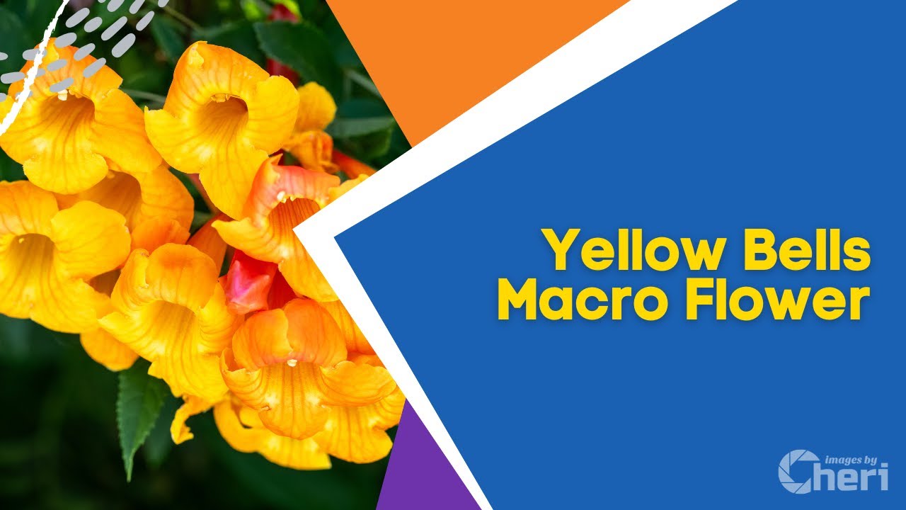 Yellow Bells Macro Flower Photography Fine Art Print