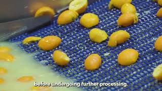 From Citrus Peel Waste to Oils and Fibres | Peel Pioneers x Waste Alchemists